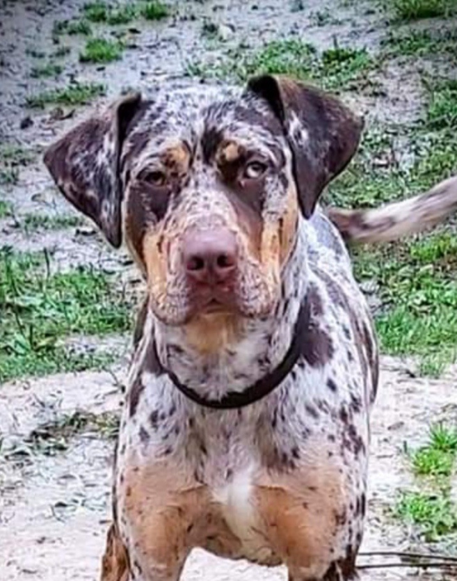 Louisian Catahoula