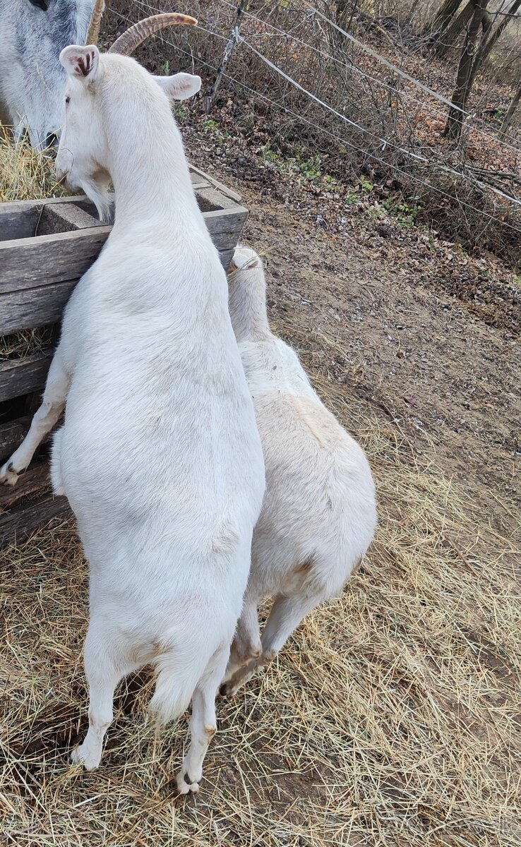 Posuniem ďalej alebo vymením kozy