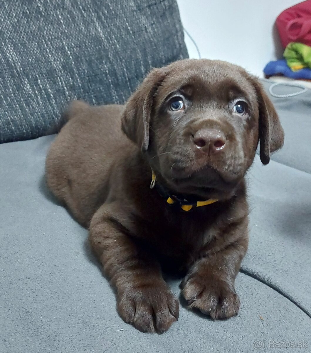 Labrador retriever s PP,Labradorsky retriever