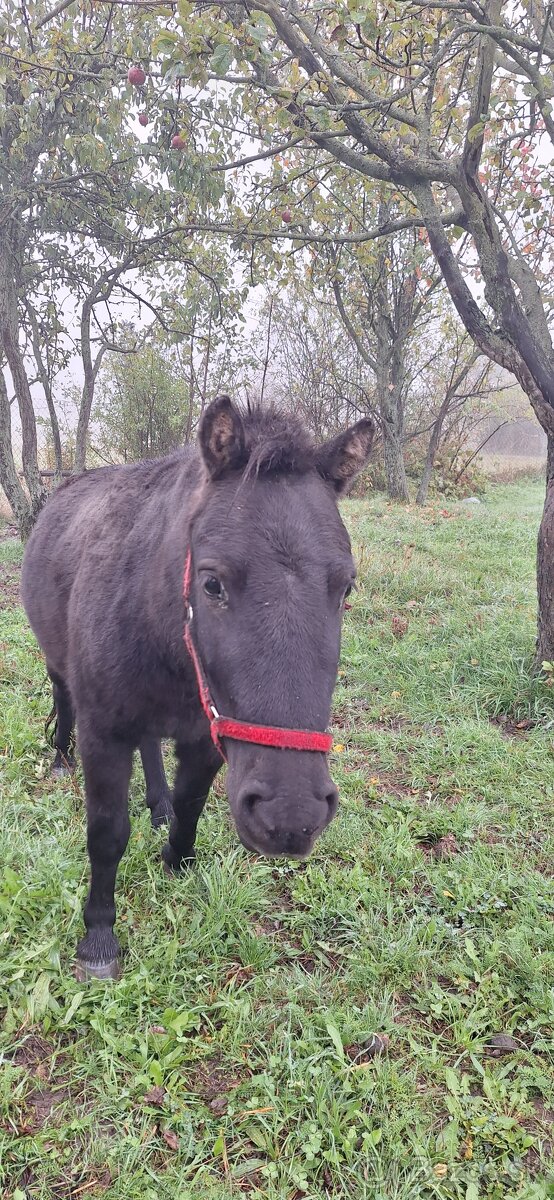 Predám kobylku ponyho