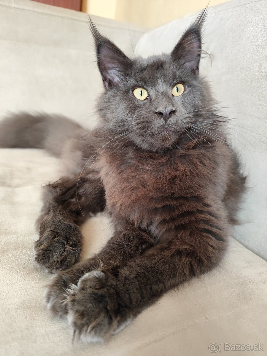 Mainecoon