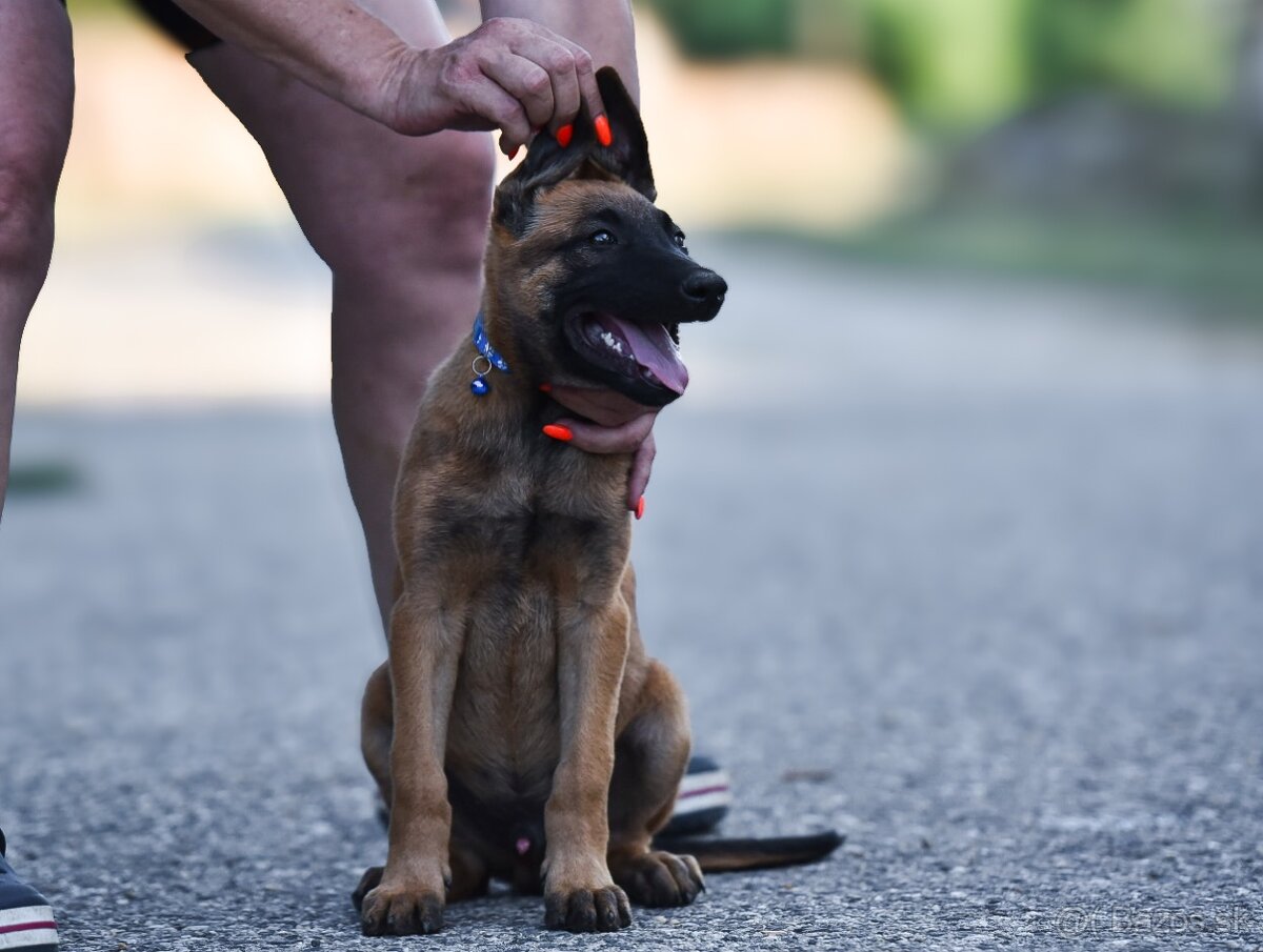 Belgický ovčiak malinois s PP - IHNEĎ K ODBERU