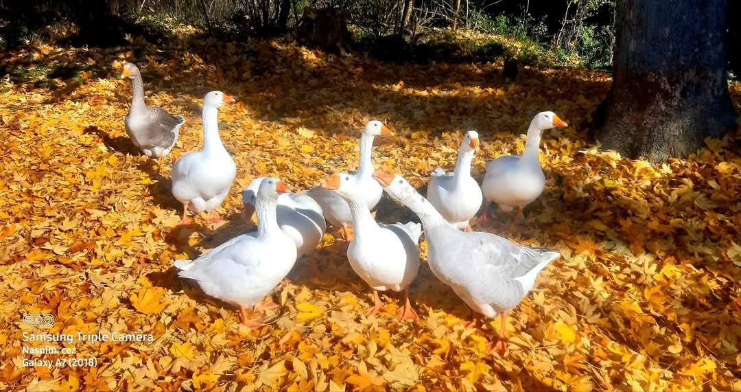 Predám Násadové vajcia Hus biela