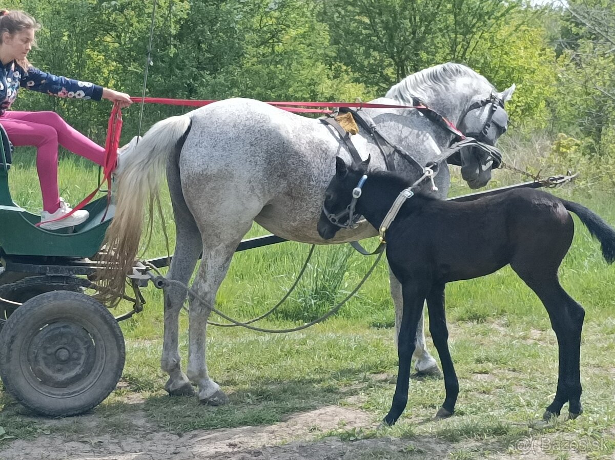 Predám kobylu pólo lipicanku