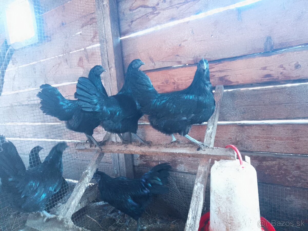 Ayam cemani