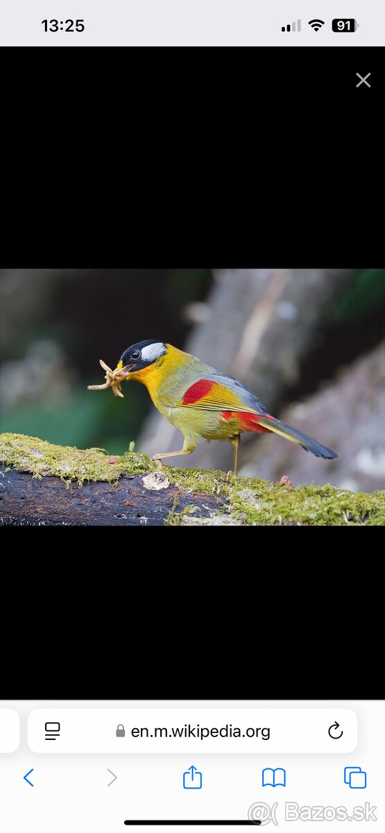 Leiothrix argentauris