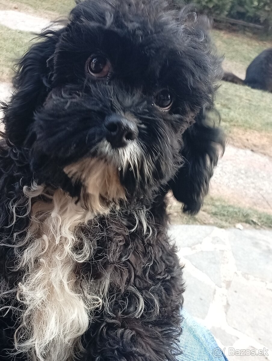 Cavapoo (pudel + kavalier)