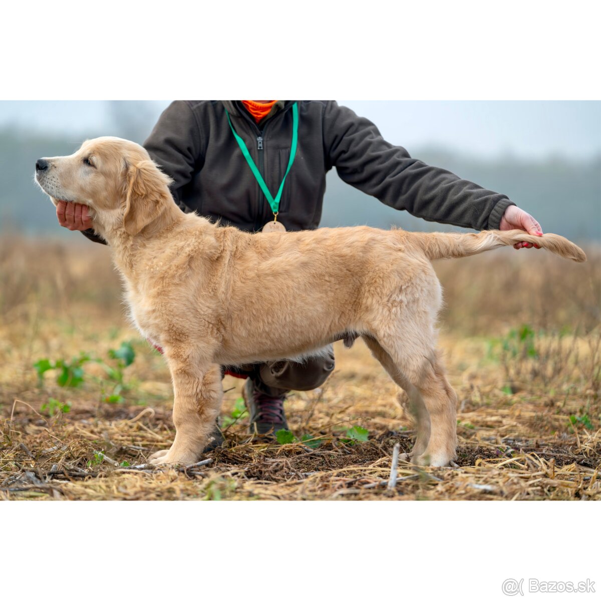 Šteniatko zlatý retriever