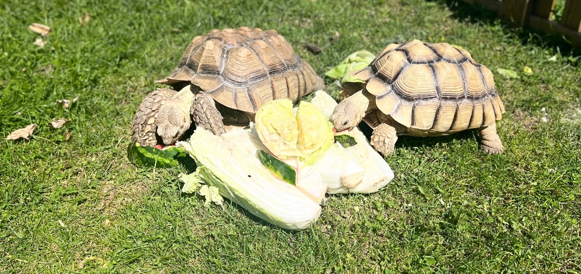 Korytnačka Sulcata