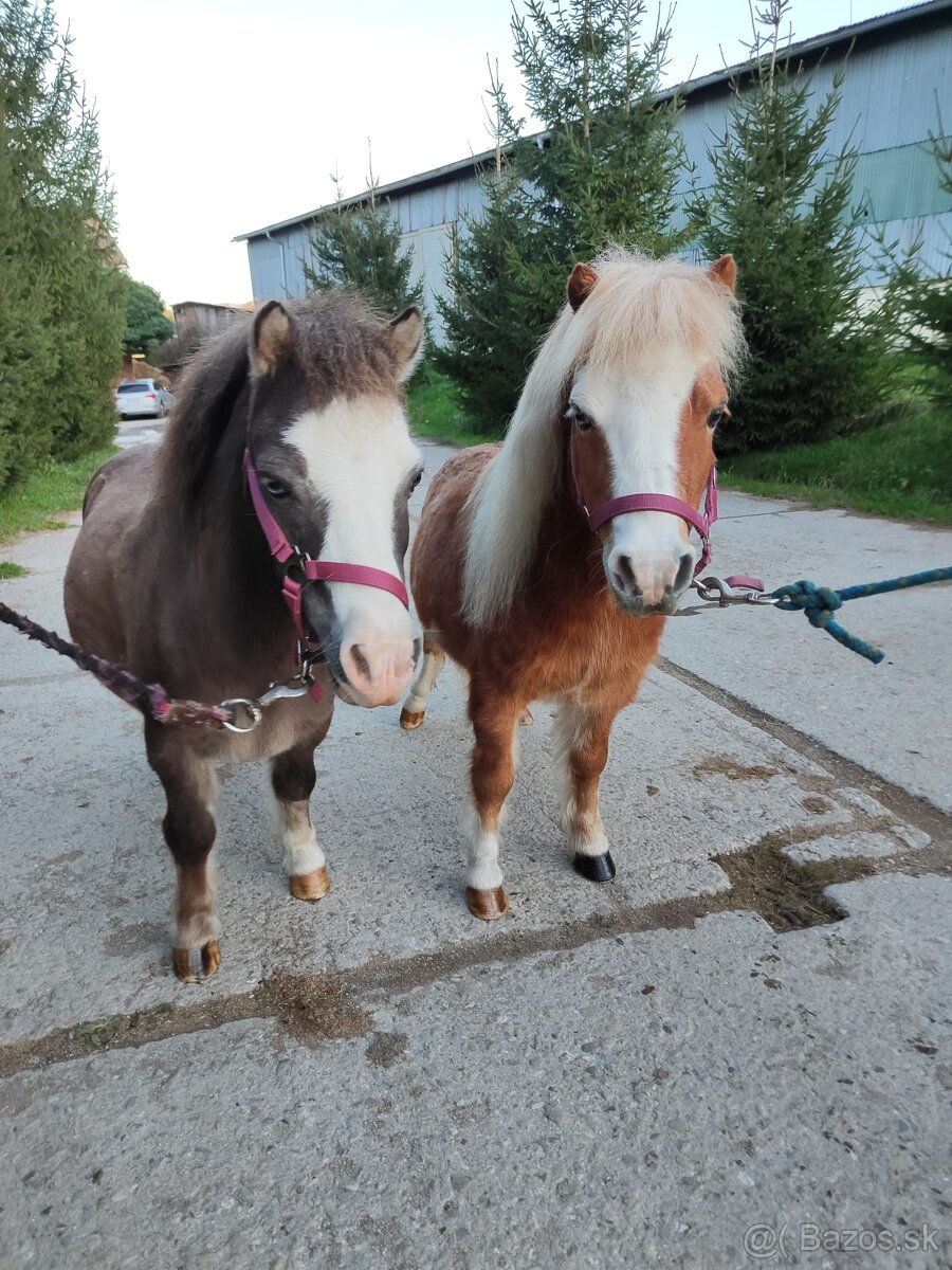 Predám mini horse, pony