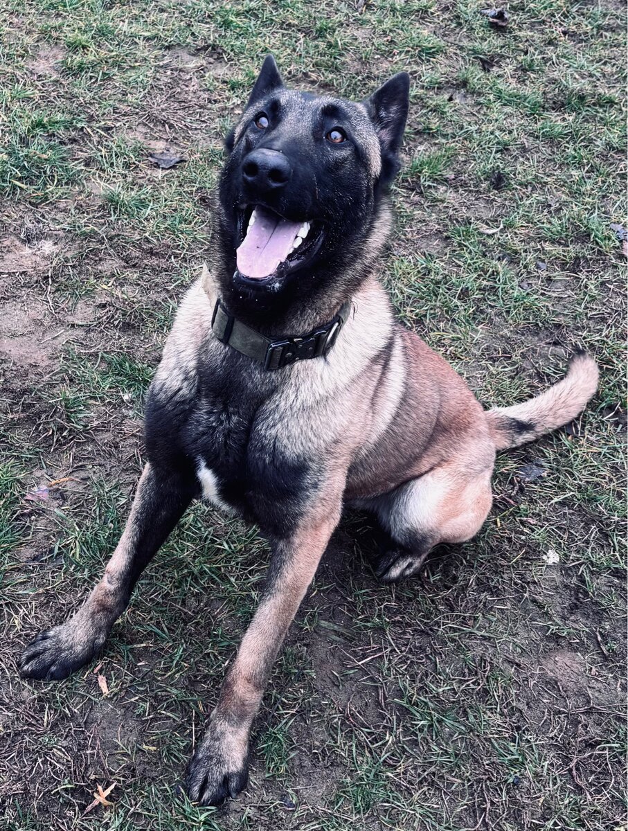 Belgický ovčiak (malinois) NA KRYTIE