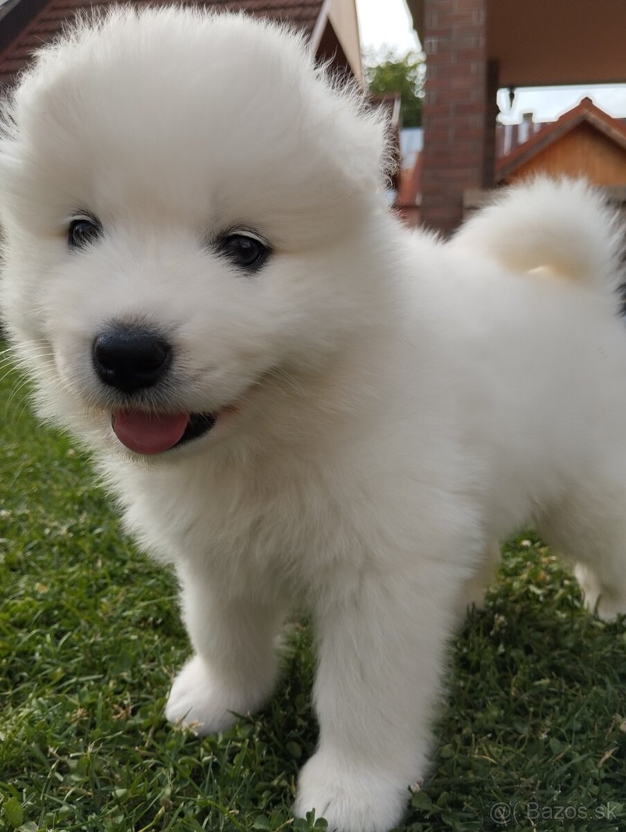 Samojed šteniatka