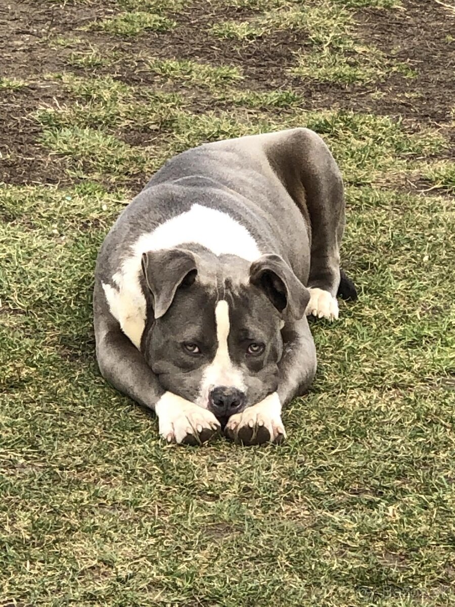 American bully XXL