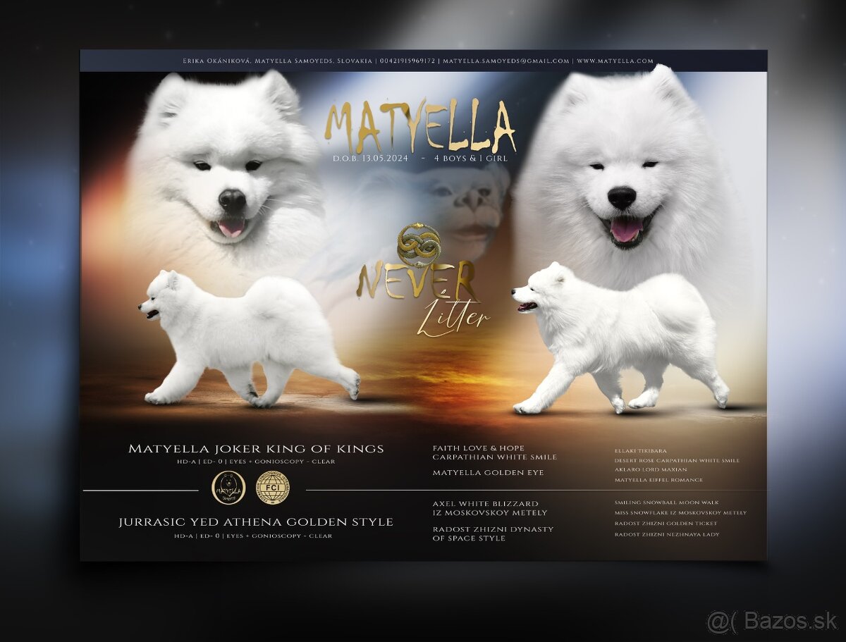 Samojed šteniatka s PP MATYELLA