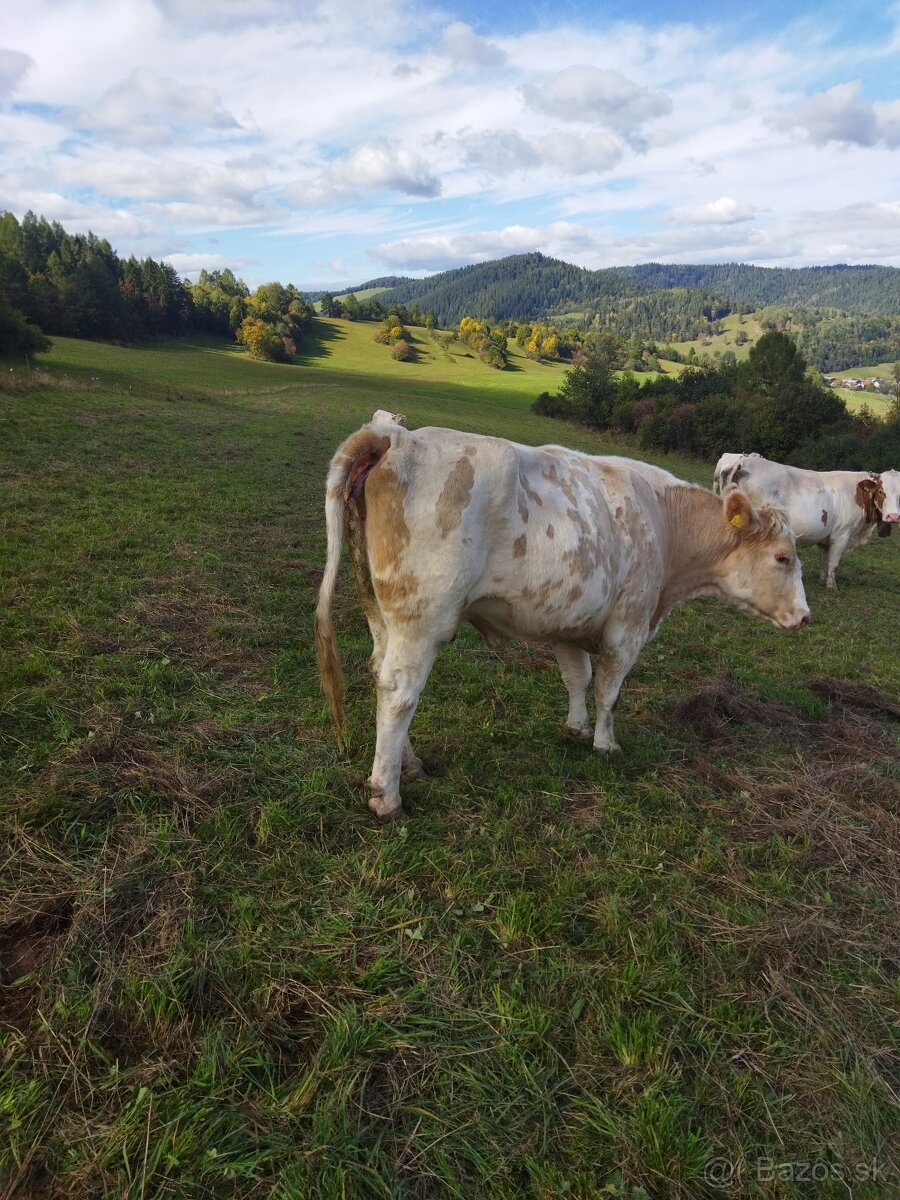 Predám polovičku kravy.