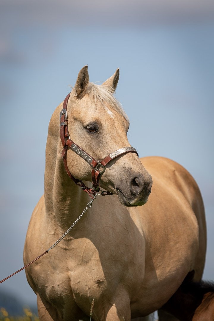 APH kobyla - učielka - paint horse