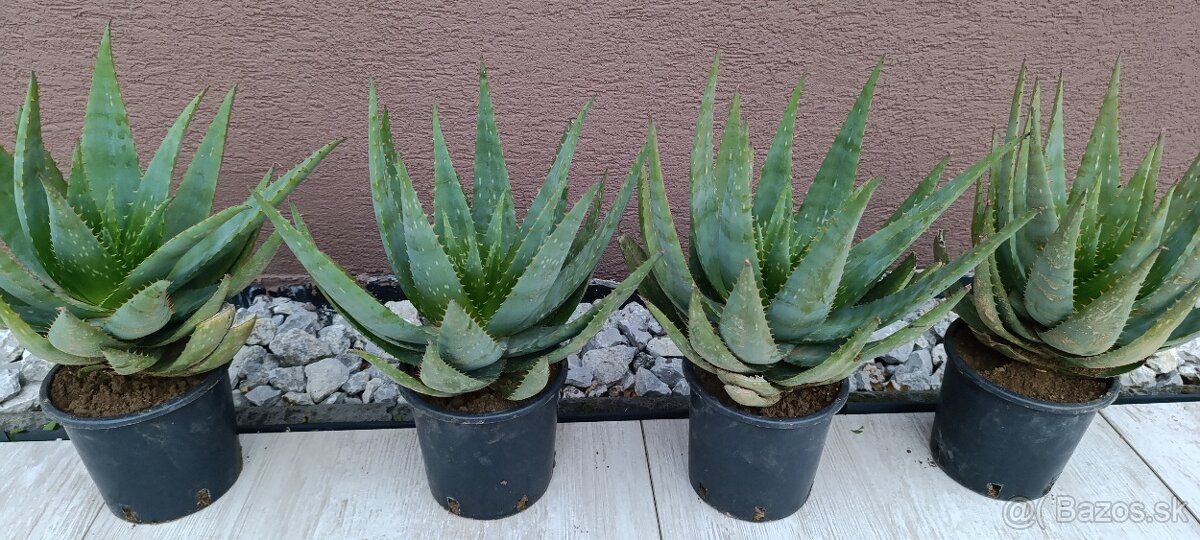 Aloe Vera