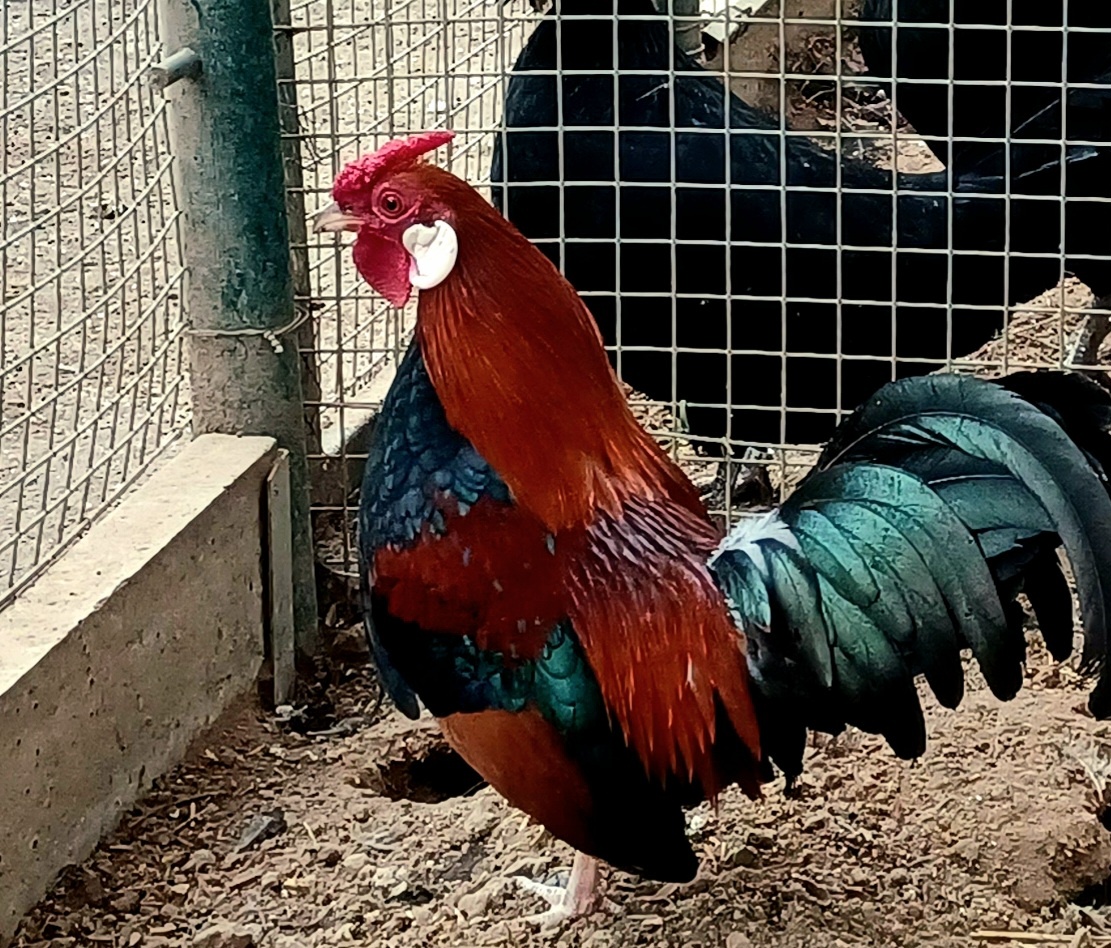 Bantamka jarabicia - kohút