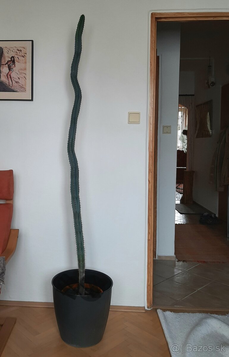 Kaktus 190cm