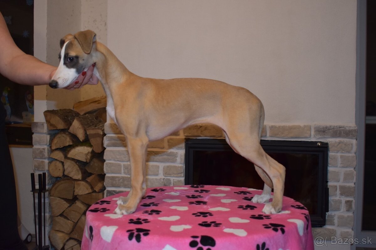 Whippet, vipet s PP