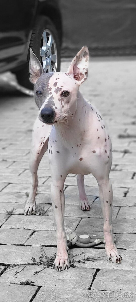 Americký bezsrstý teriér - American Hairless Terrier s PP