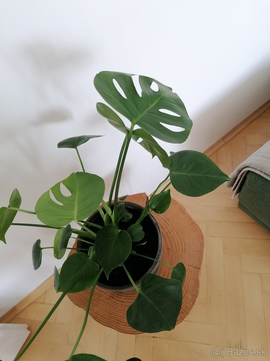 Monstera