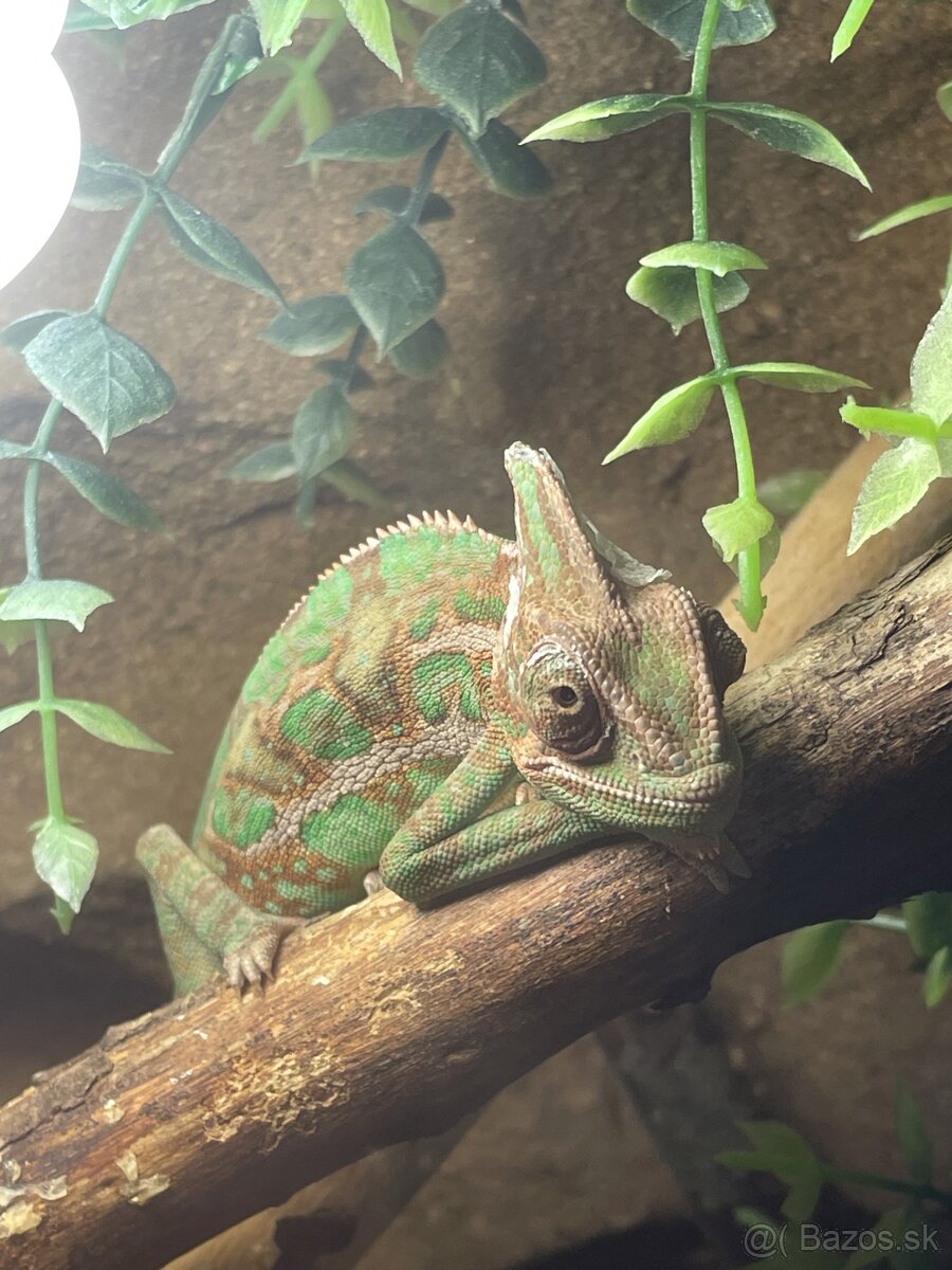 Chameleón jemenský, terárium