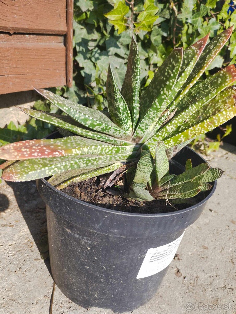 Ponúkam rastlinu -  Gasteria