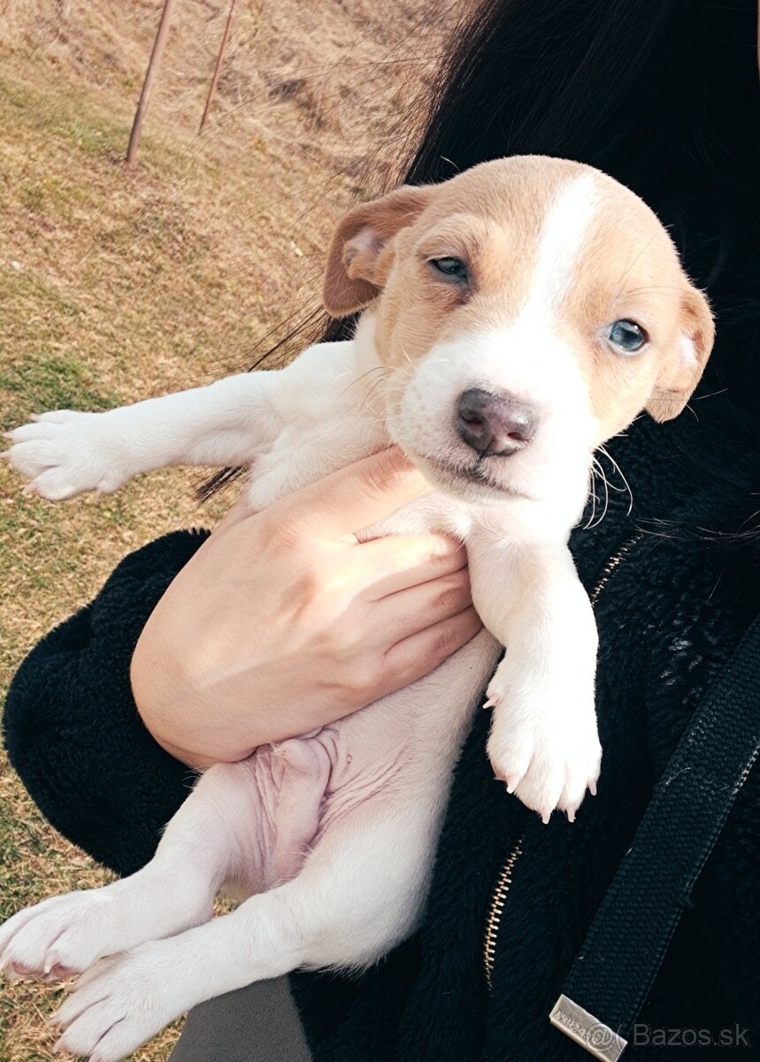 Jack russell teriér