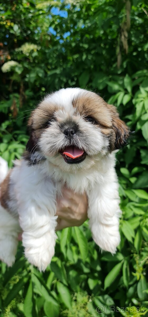 Shih-Tzu šteňiatka (shi tzu, si-tzu, shitzu, si-cu)