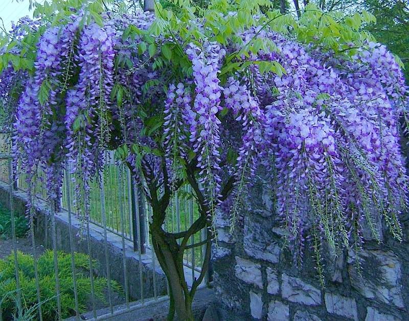 Akácia fialový - Wisteria sinensis