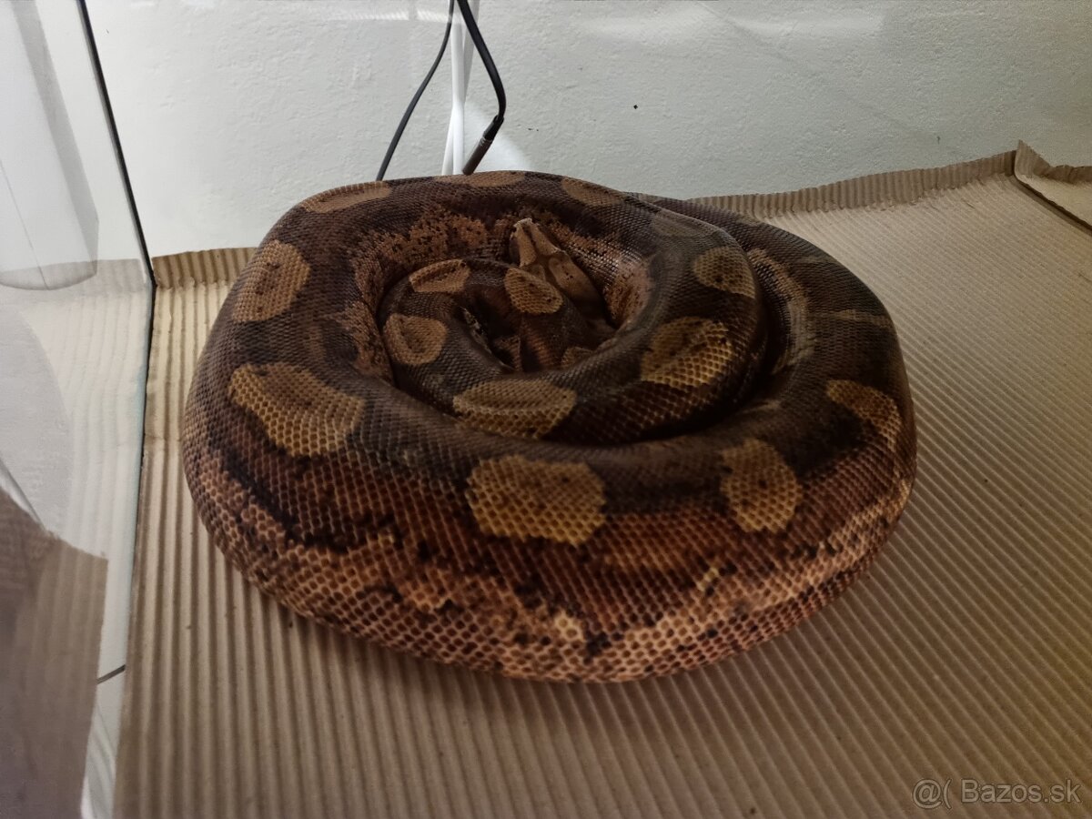 Boa Constrictor Imperator - Velhad Kràlovský