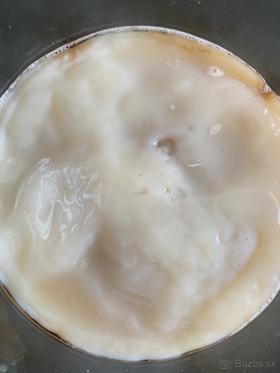 Kombucha - kultúra SCOBY