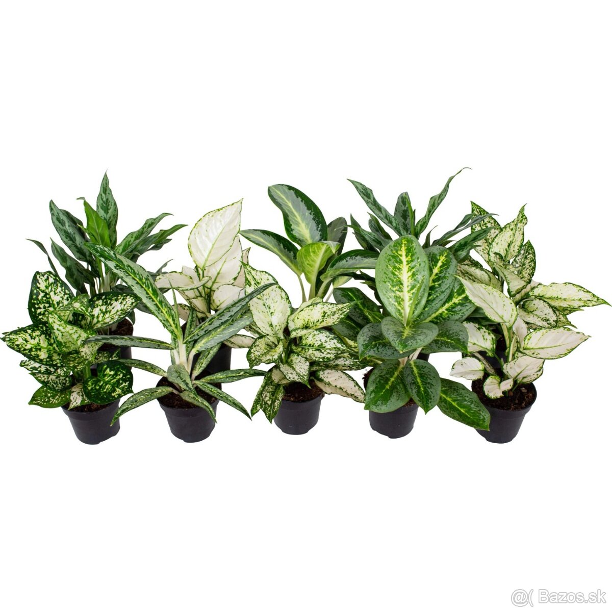 Aglaonema