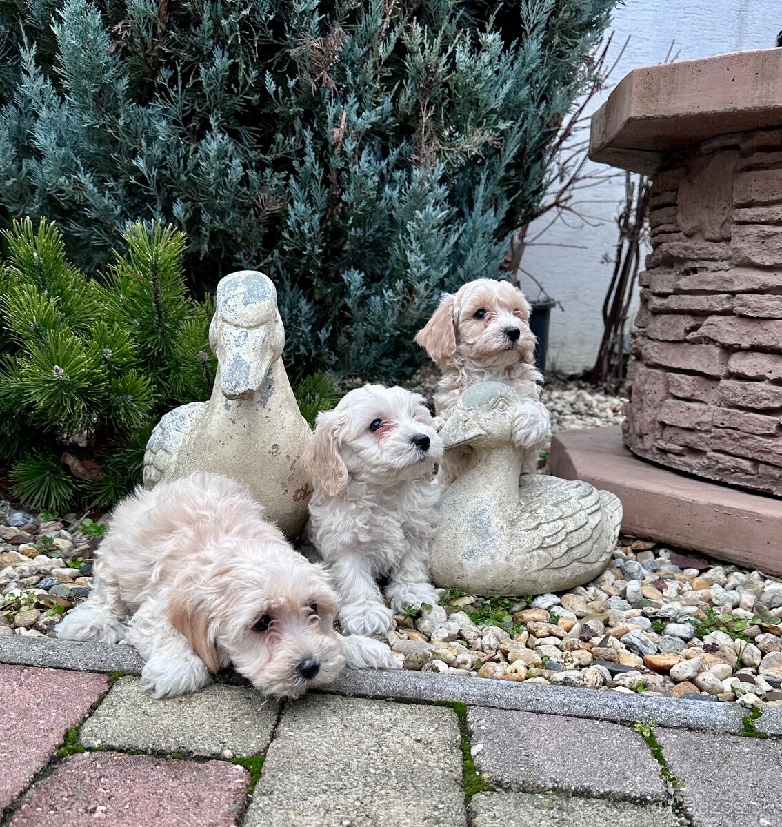 Maltipoo,Pudel,Maltezak