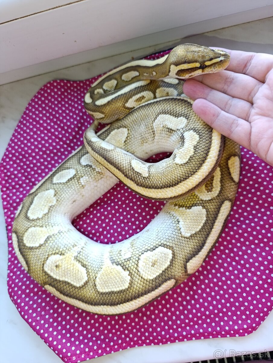 Python bivittatus