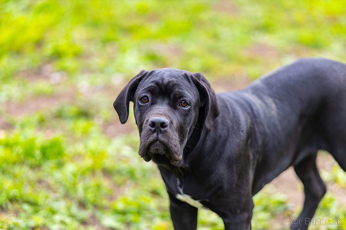 Cane corso