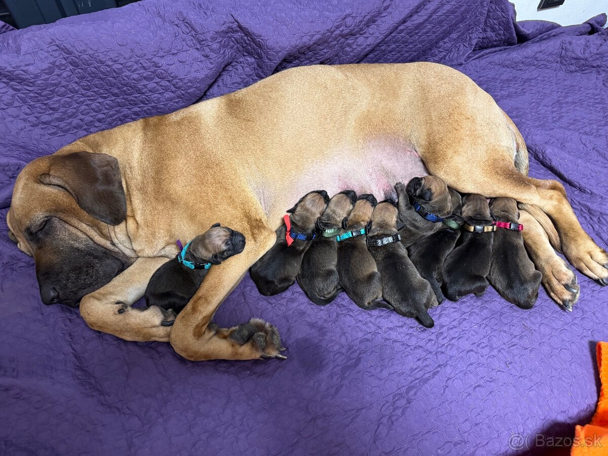 BRAZILSKÁ FILA /FILA BRASILEIRO/ štěňata s PP