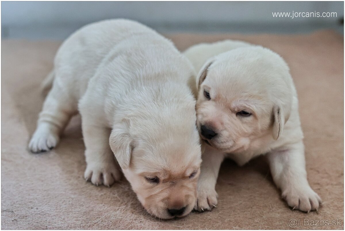 Labrador retriever, šteniatka s PP