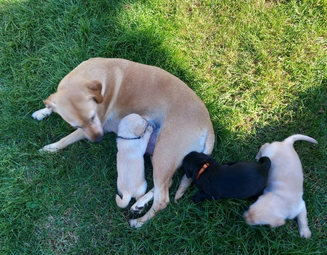 Zlaty retriver  a labrador