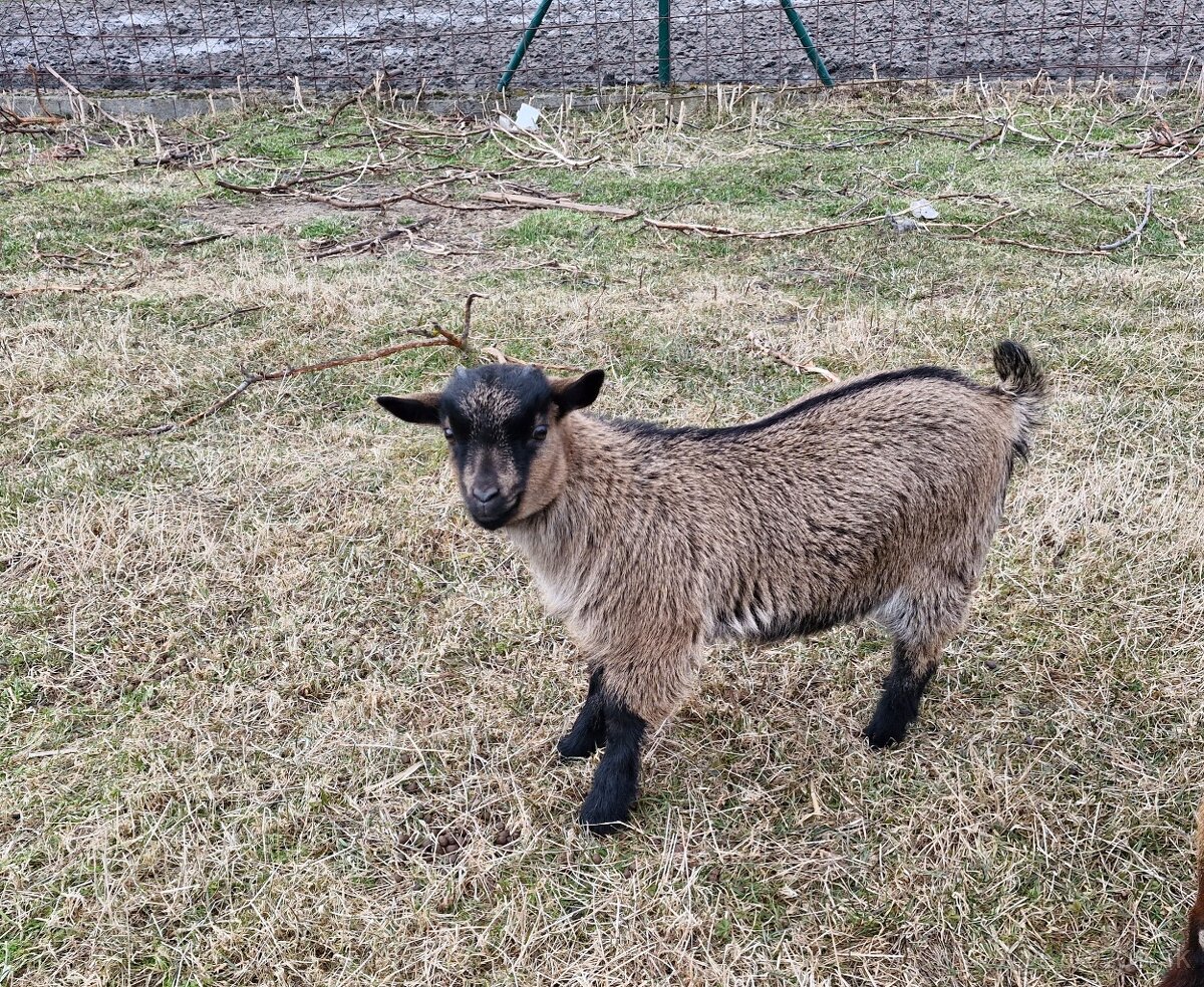 Holandské mini kozy