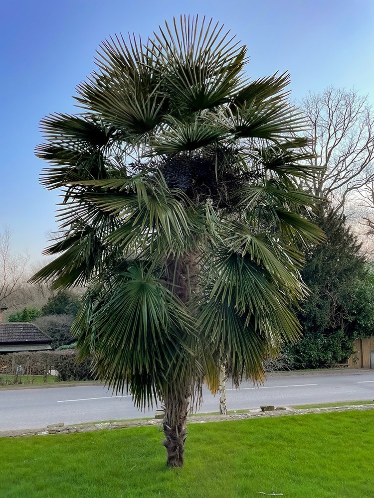 Trachycarpus fortunei- semena