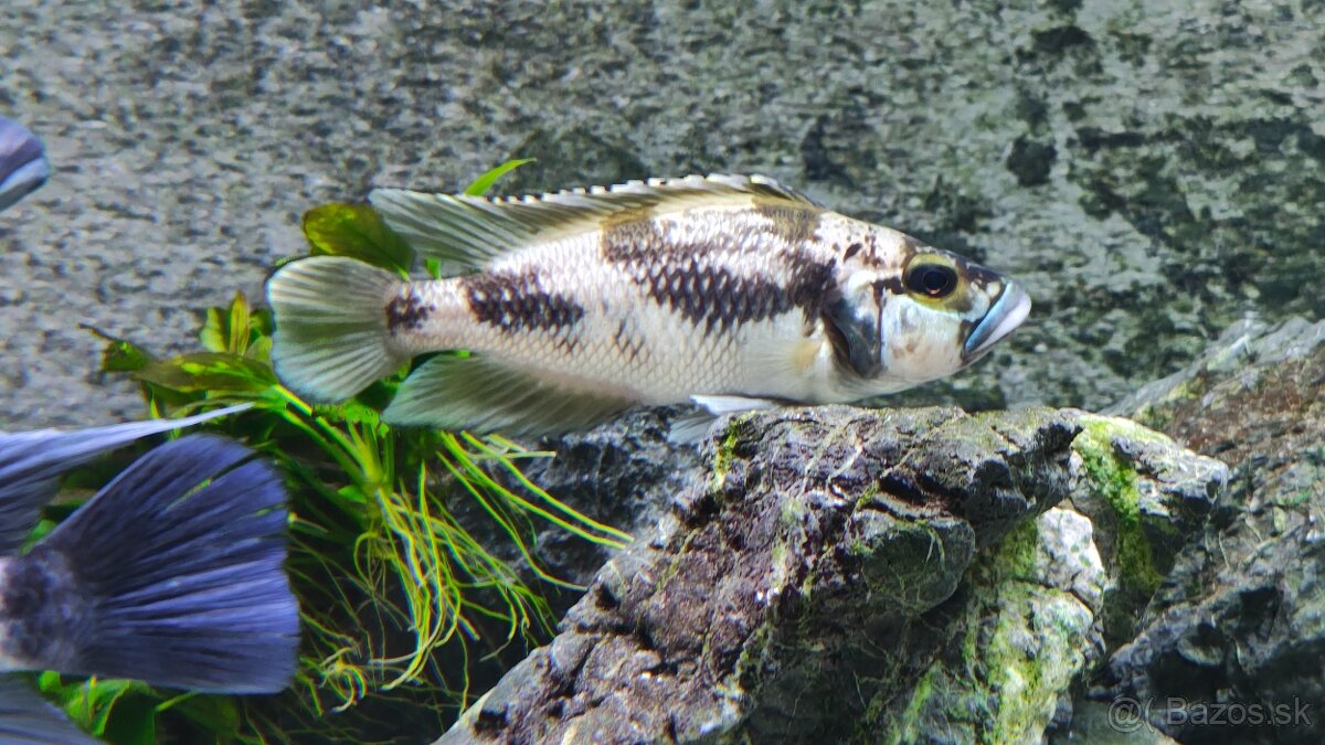 Lamprologus lemairii Sibwesa