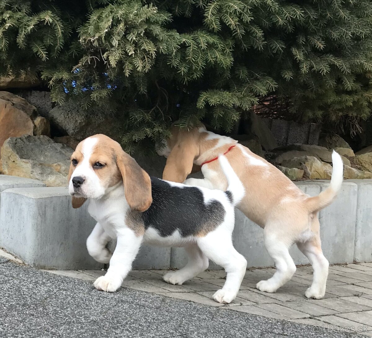 Bígel Bigl Beagle s PP FCI (bicolor, tricolor)