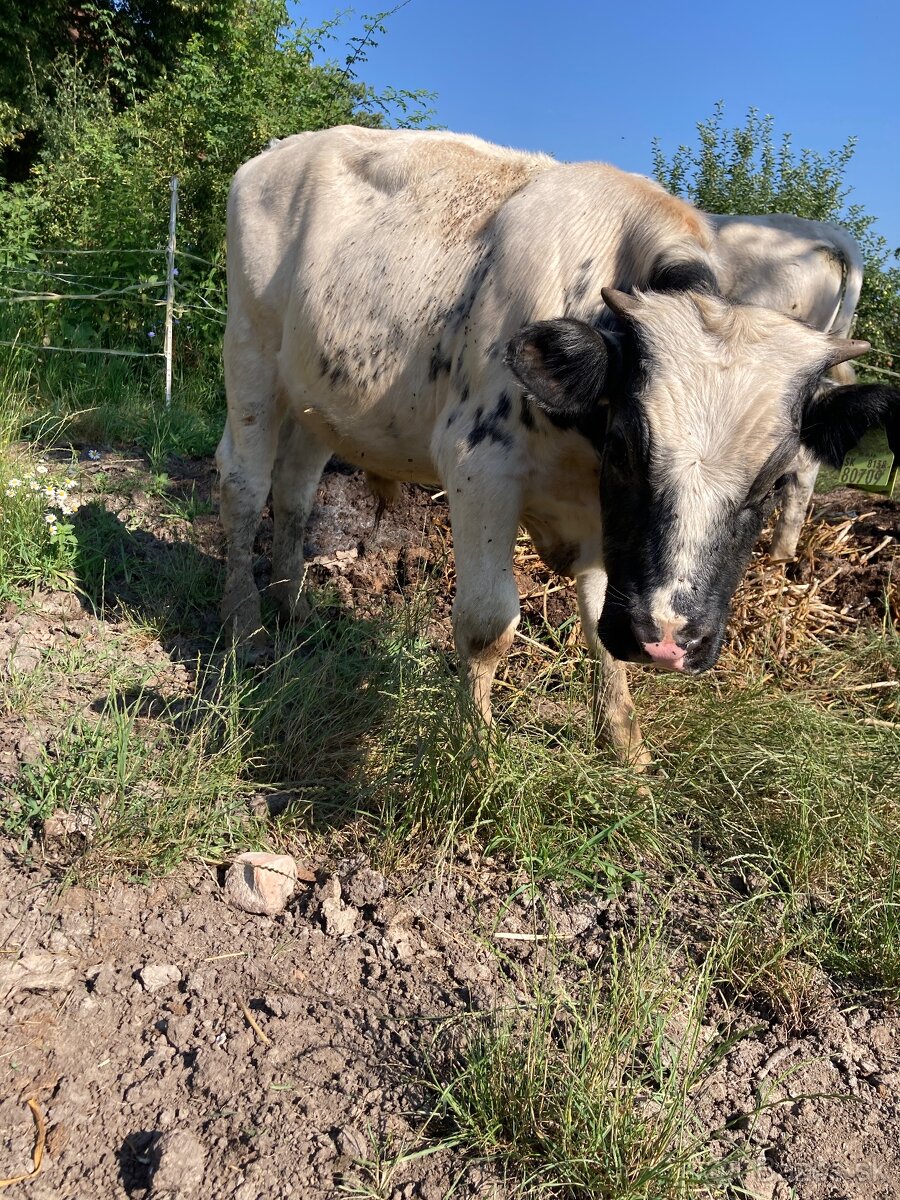 Predám jalovicku