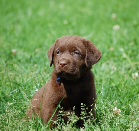 Čokoládový labrador