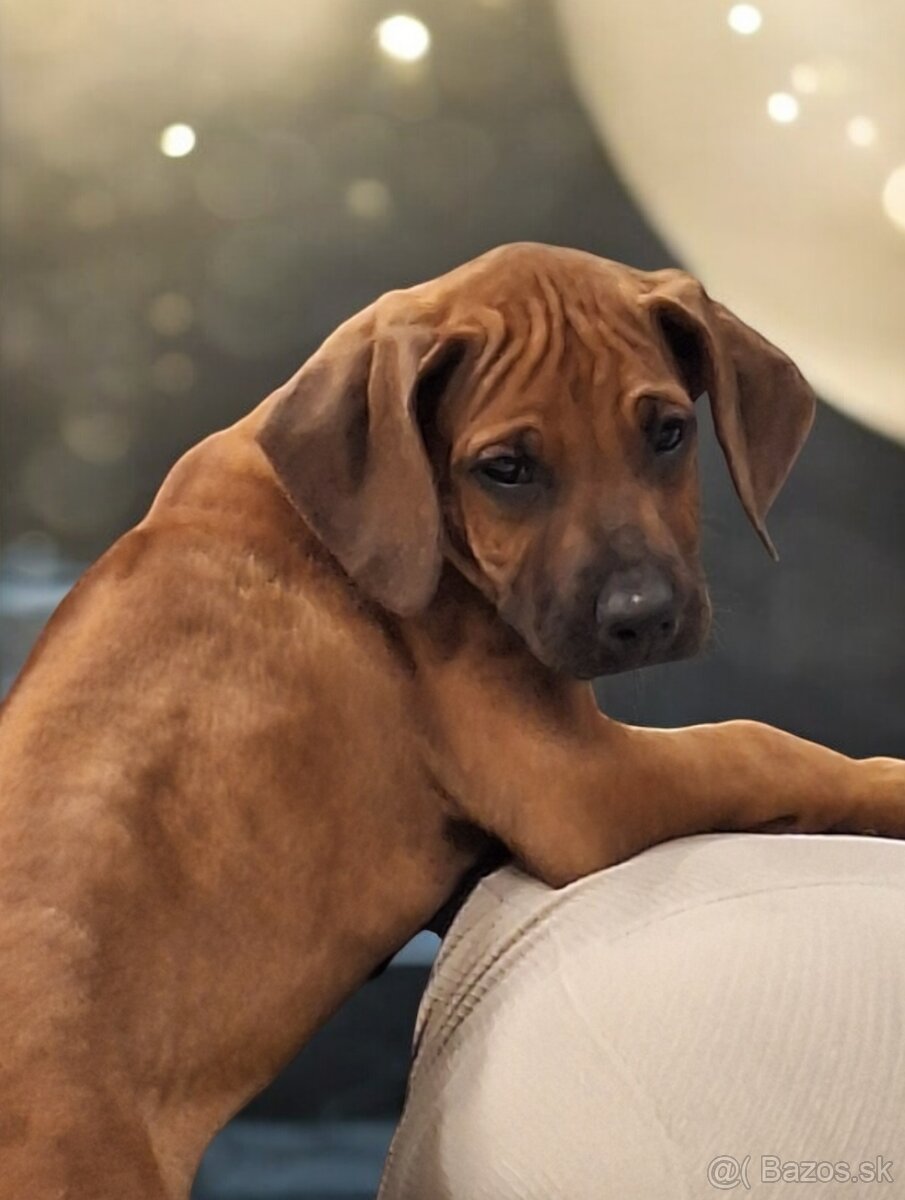 Rhodesian Ridgeback