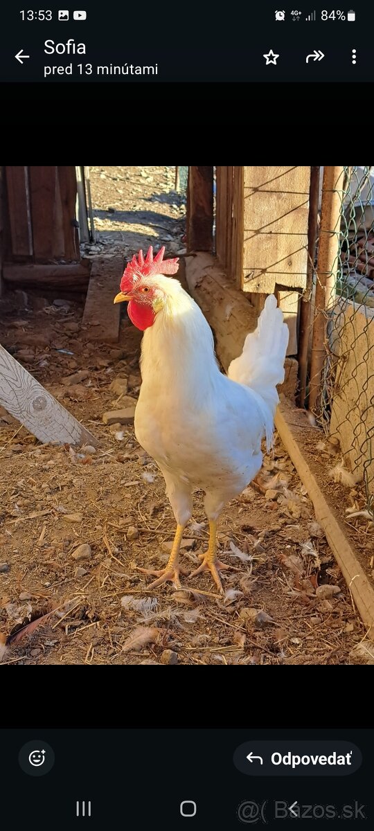 Kohuty Leghorn Leghornka