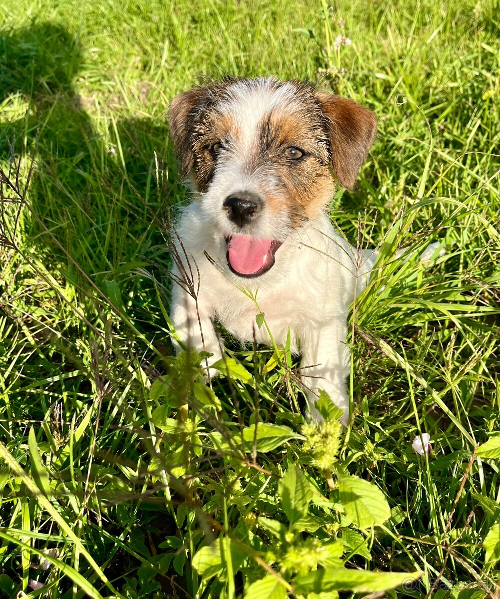 Jack russel terier