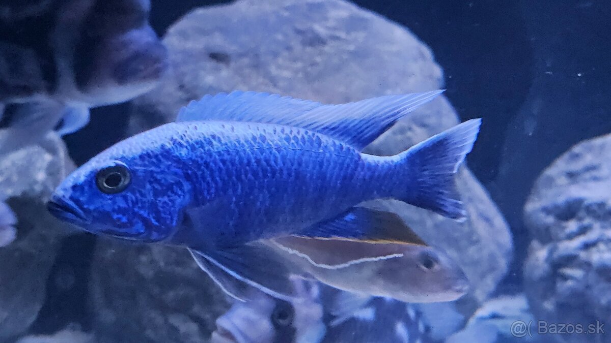 Sciaenochromis fryeri Ice berg